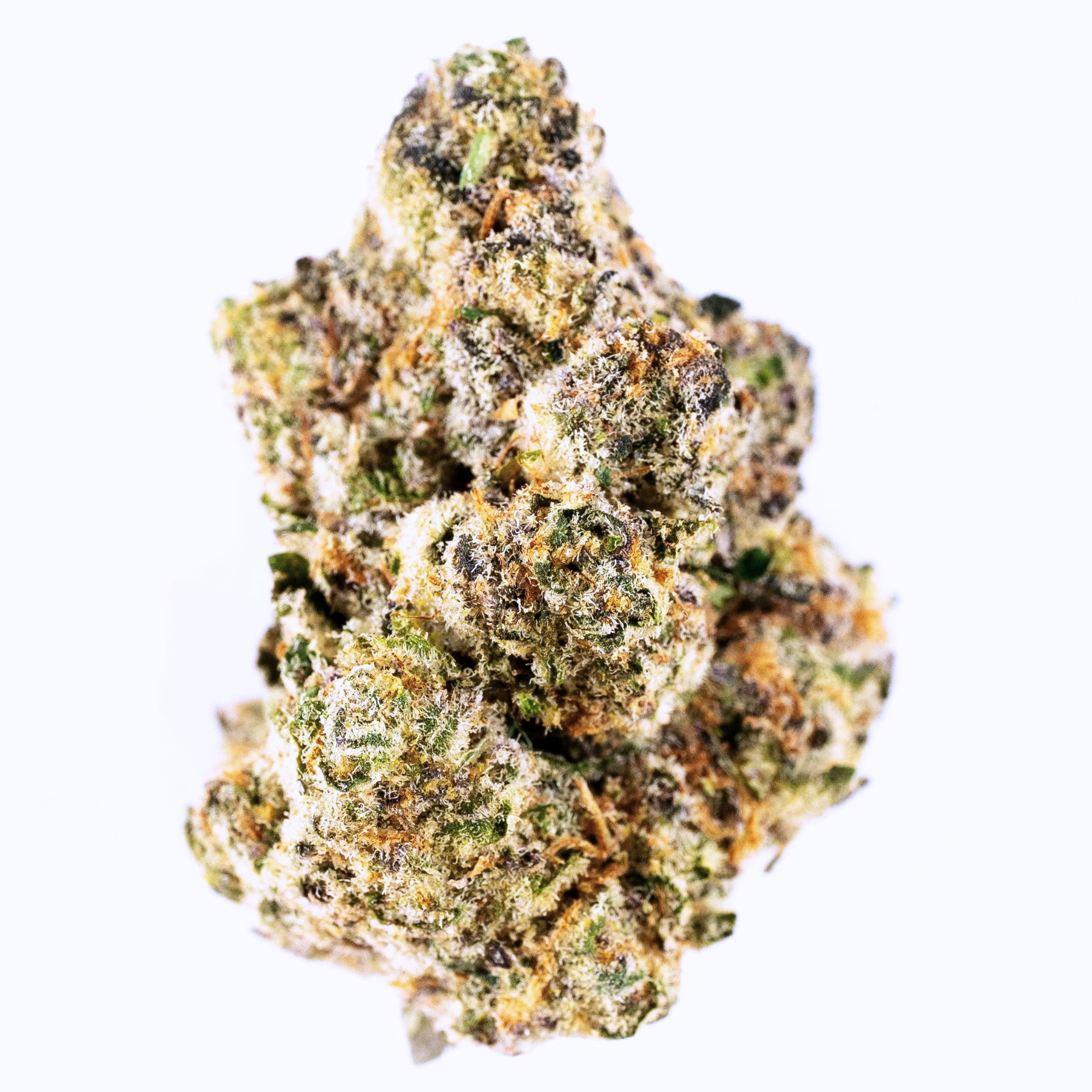 LEMON CHERRY PIE-(georgia pie x lemon cherry gelato)