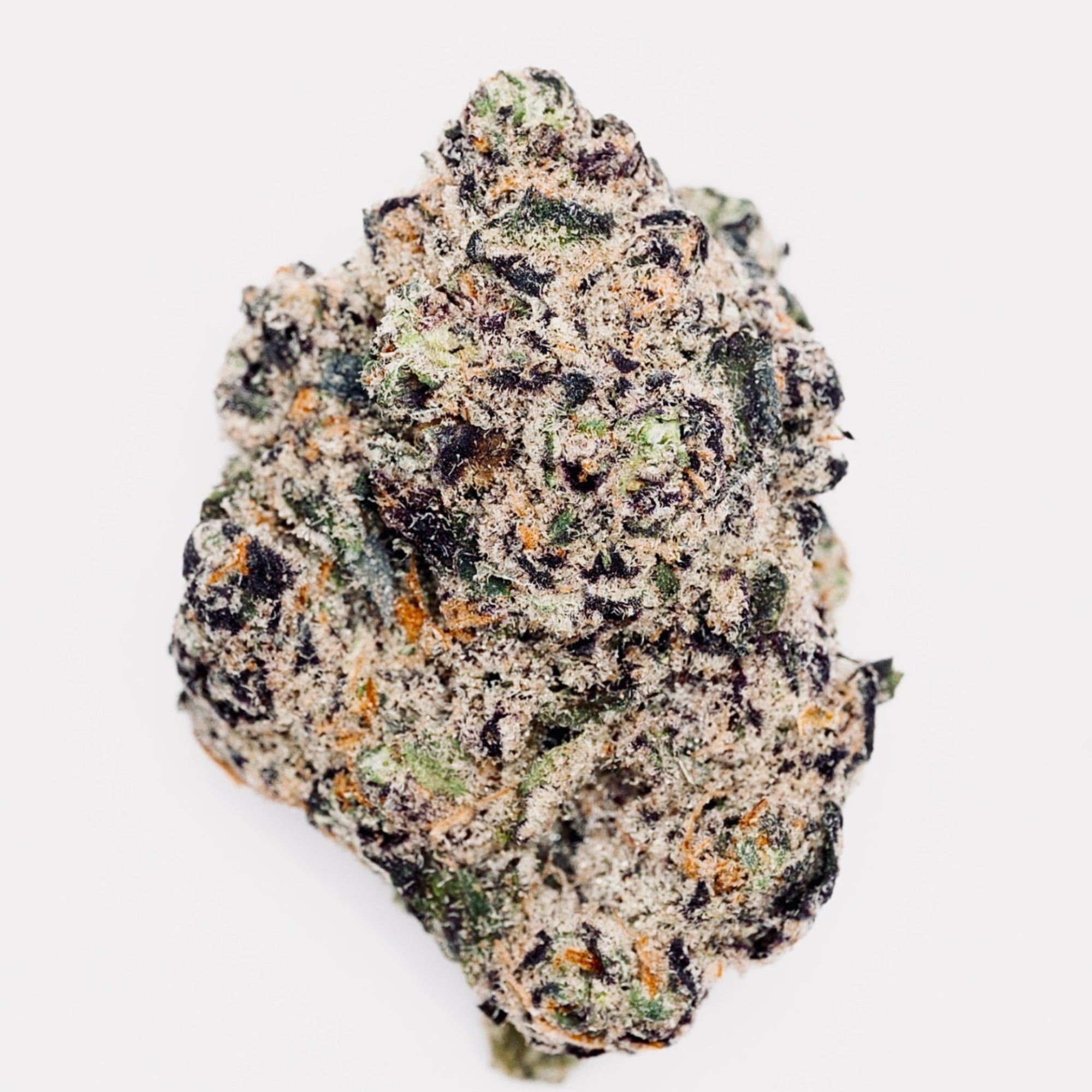 **FRESH DROP** COBRA CHI-(margwa#1 x Chimera#3)