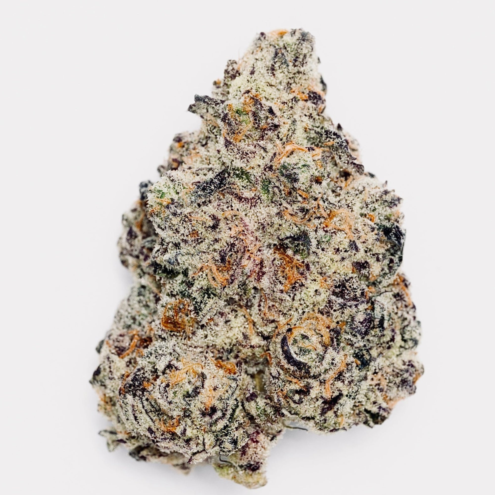 **FRESH DROP** JELLY ROLL-(jokerz x gastro pop)