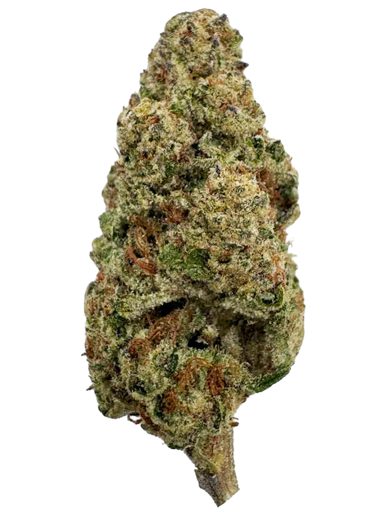 LAMBO OG - Jamaican Haze, Jamaican Purple, Super Afghan