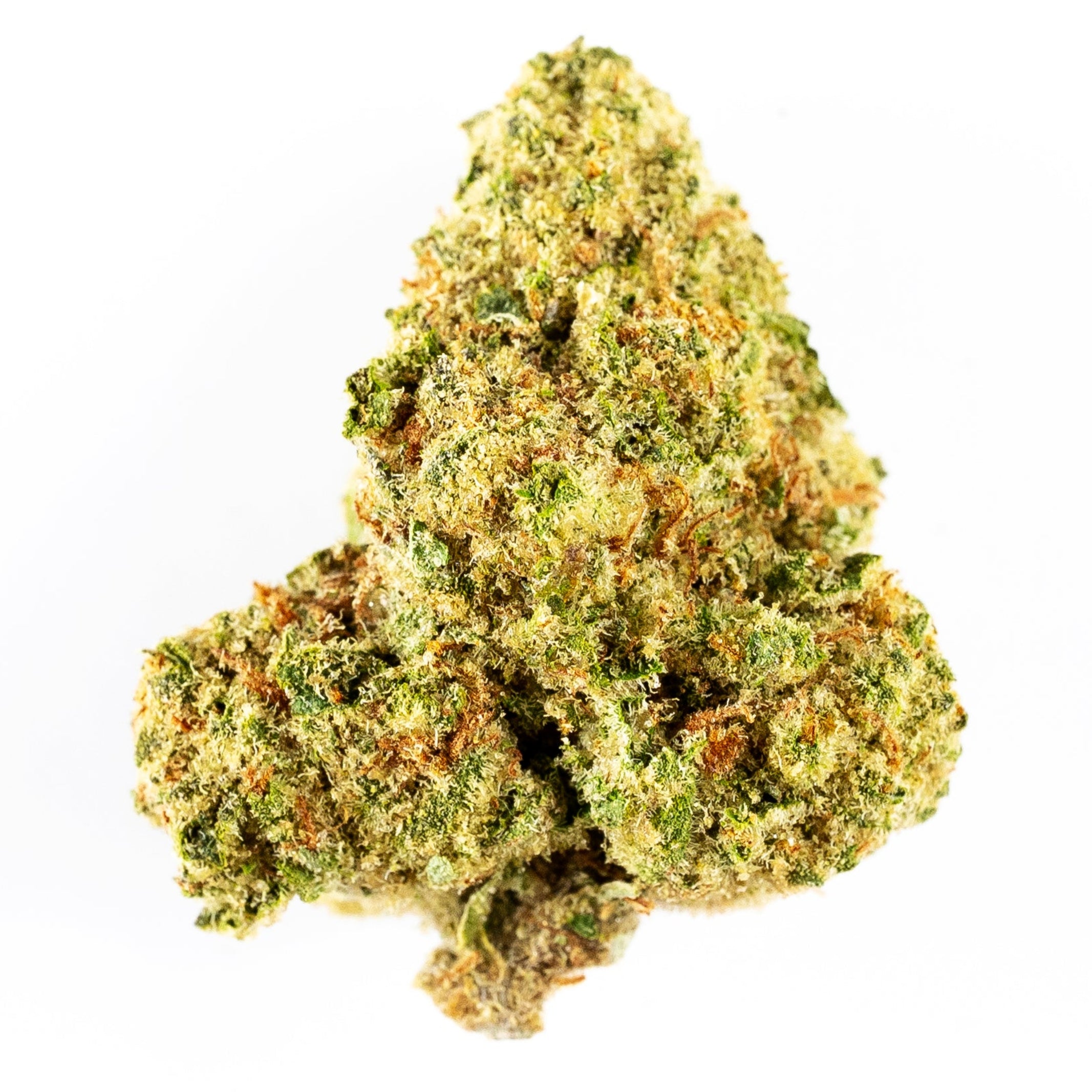lambo og - jamaican haze x jamaican purple x super afghan (greenhouse)